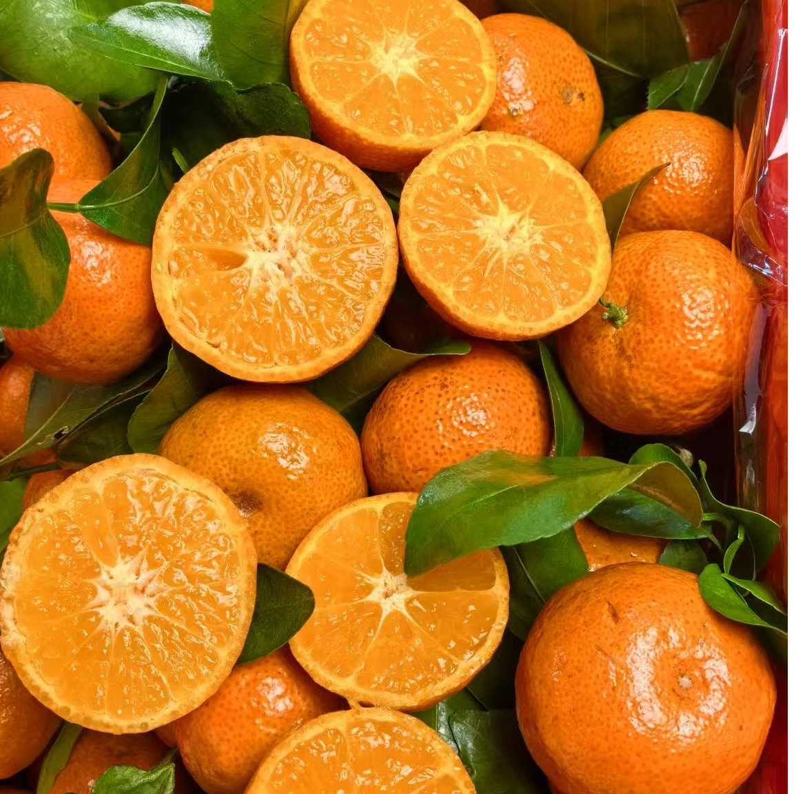 砂糖橘   广东四会   毛重10斤左右    红色筐装