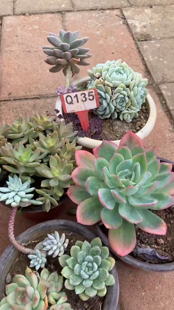 Q135多肉组合默认脱土发货