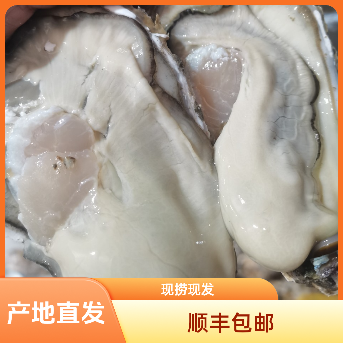 到手净重5斤/9斤多 正宗乳山生蚝产地直发鲜活牡蛎生蚝顺丰冷链