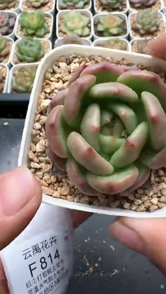 812F云禹多肉植物 默认脱土纸巾打包 3颗包邮