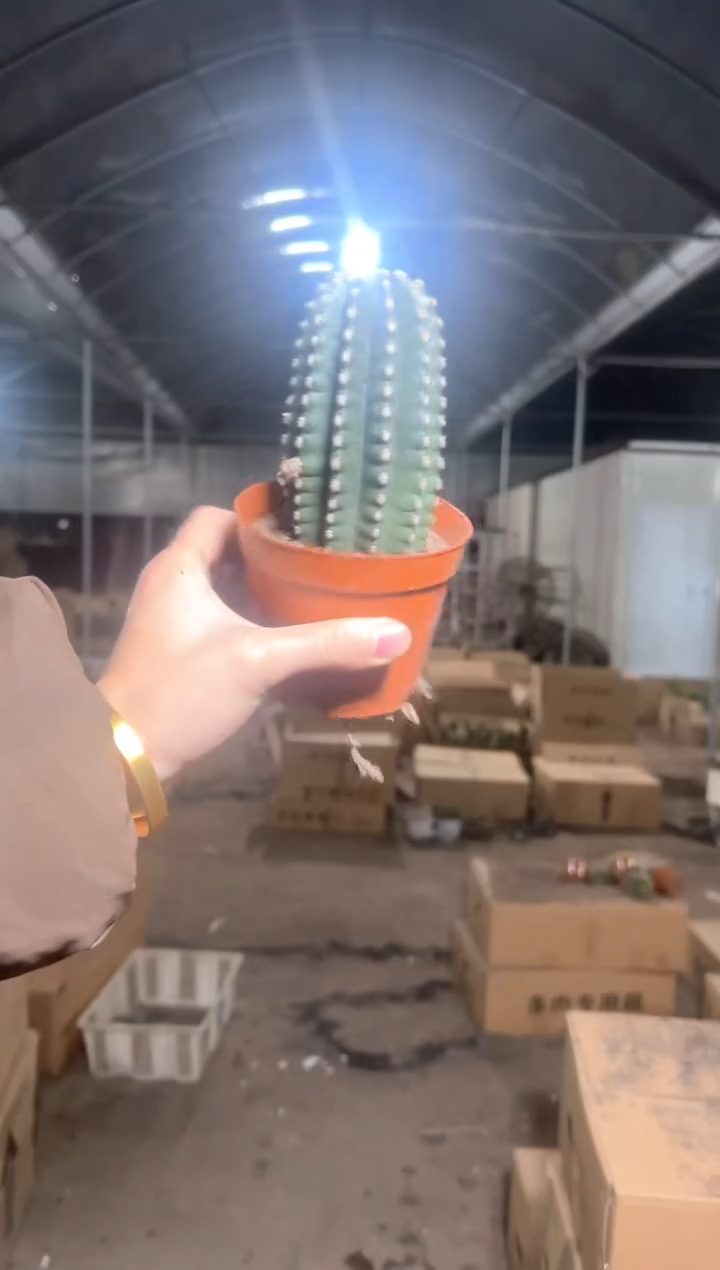 大单头 无刺 黑金刚【带根】