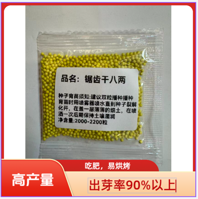 锯齿干八两适合海拔2400以下云贵川陕河湖畅销高抗病大附耳(K)