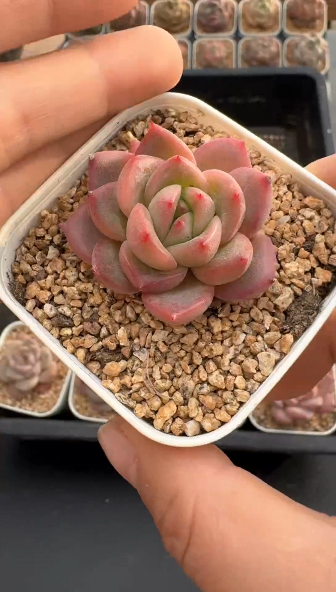 【闪购商品】836E号一物一拍多肉花卉植物3颗起发