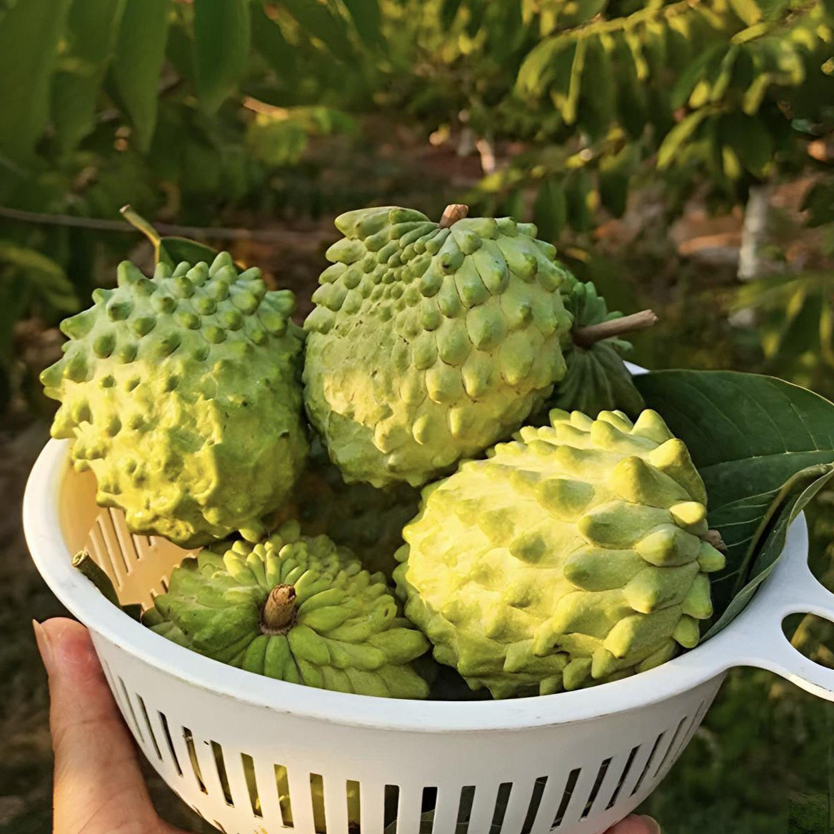 名贵水果凤梨牛奶释迦果软糯凤梨释迦果肉甜蜜多汁水果孕妇水果