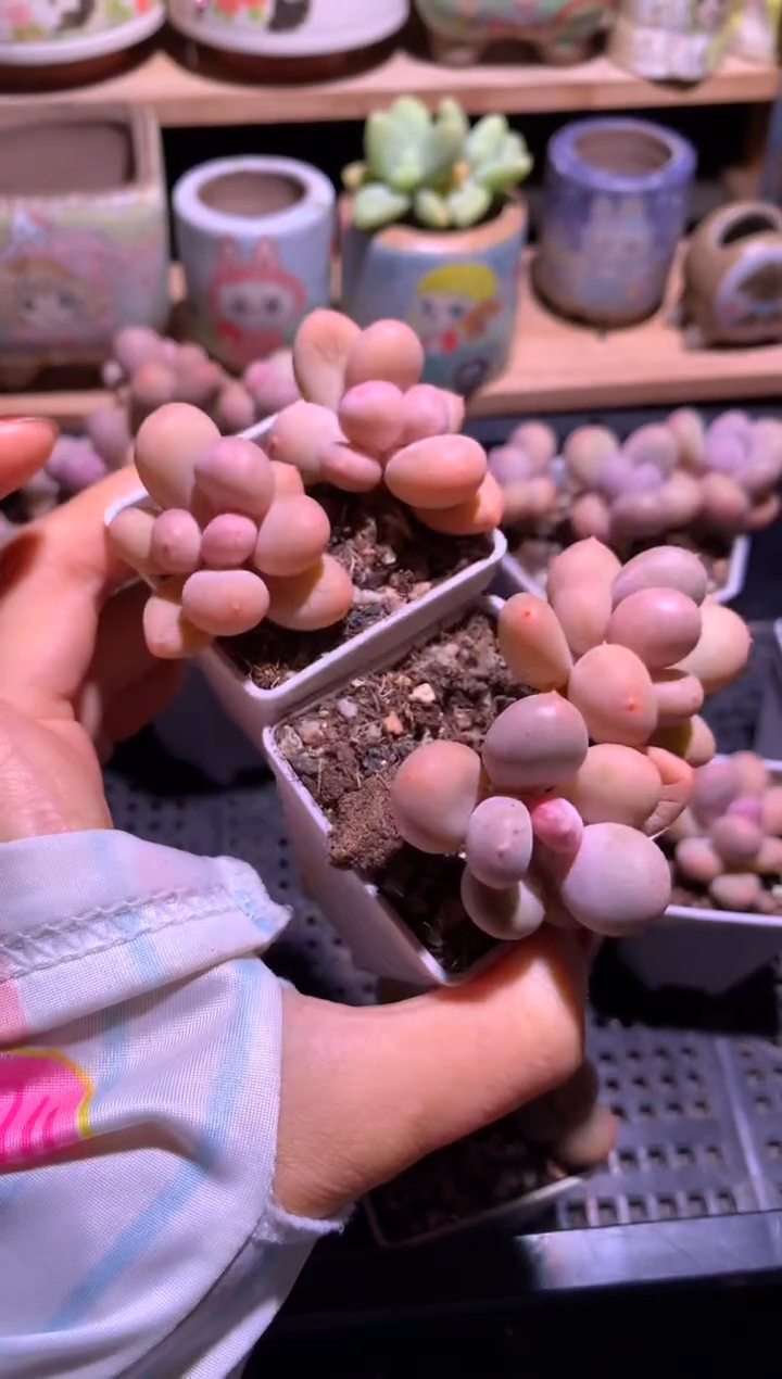 U****o两颗双头彩虹奶酪多肉