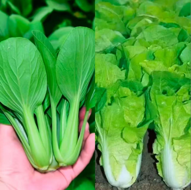 双拼蔬菜上海青小油菜奶油小白菜水果秋葵现摘农家绿叶蔬菜