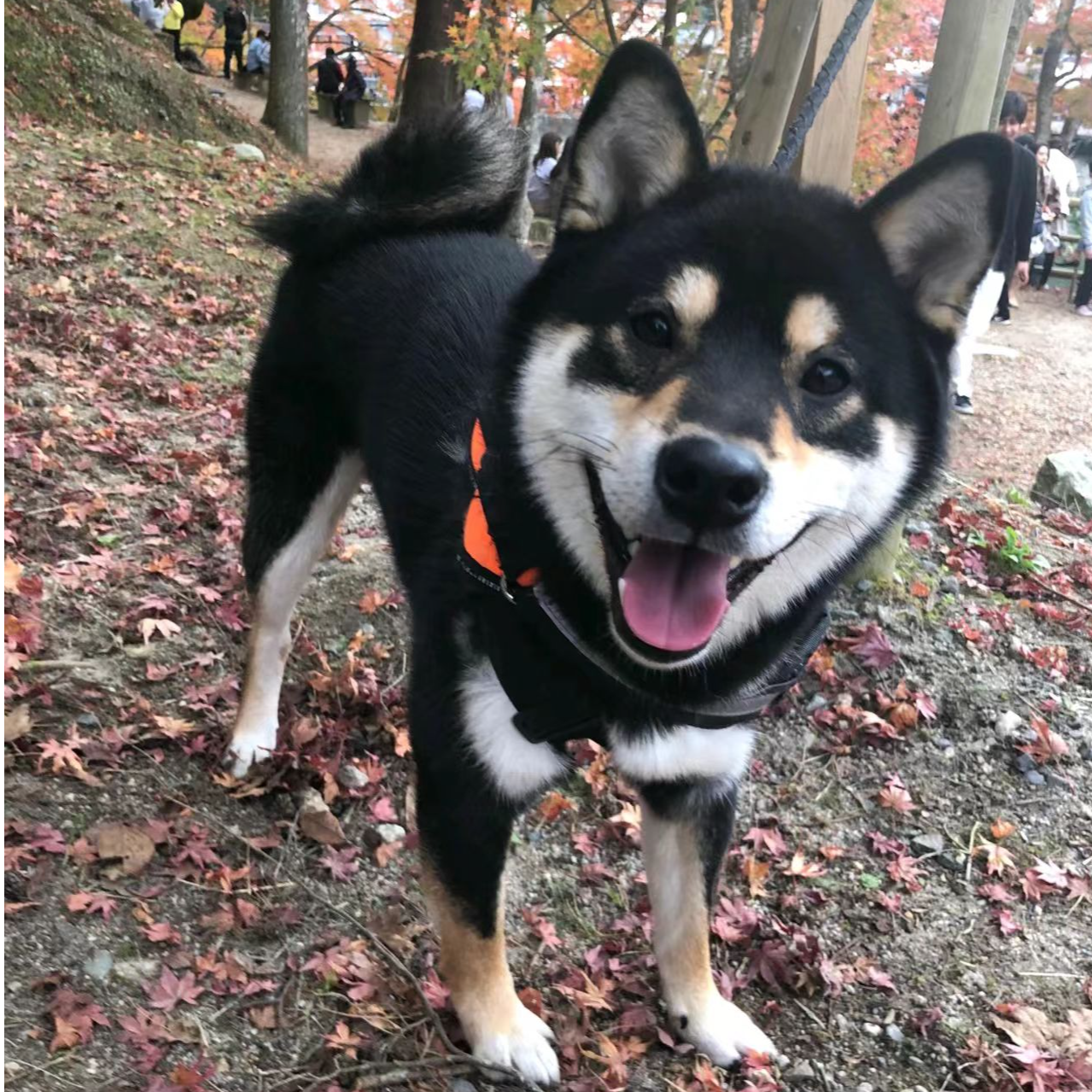 （柴财犬舍）T狗狗活体