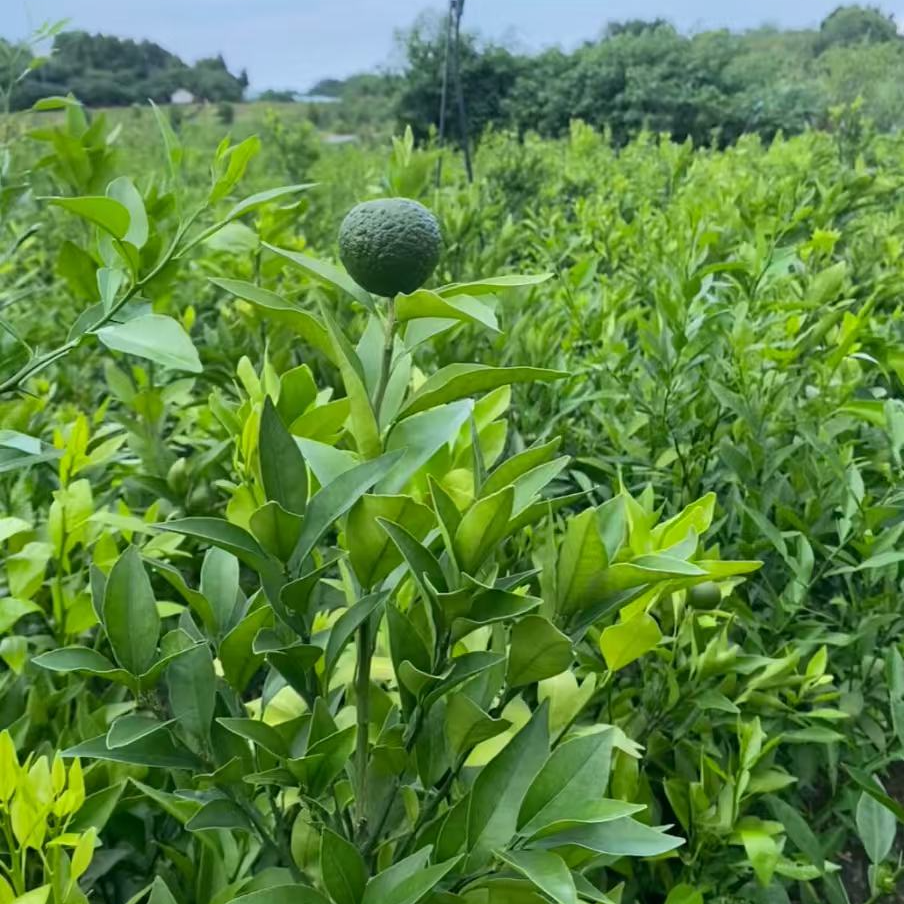森耘雨嫁接苗木家庭盆栽地栽南北方均可种植成活率高