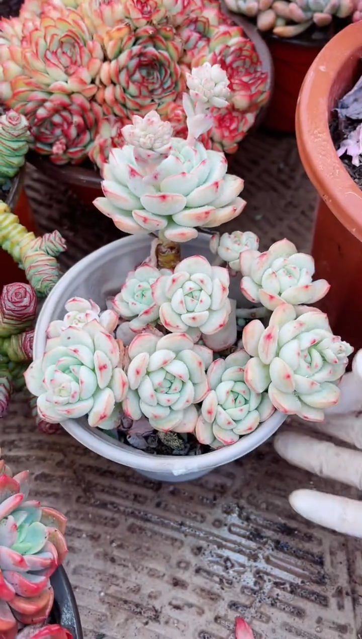 【闪购商品】03323