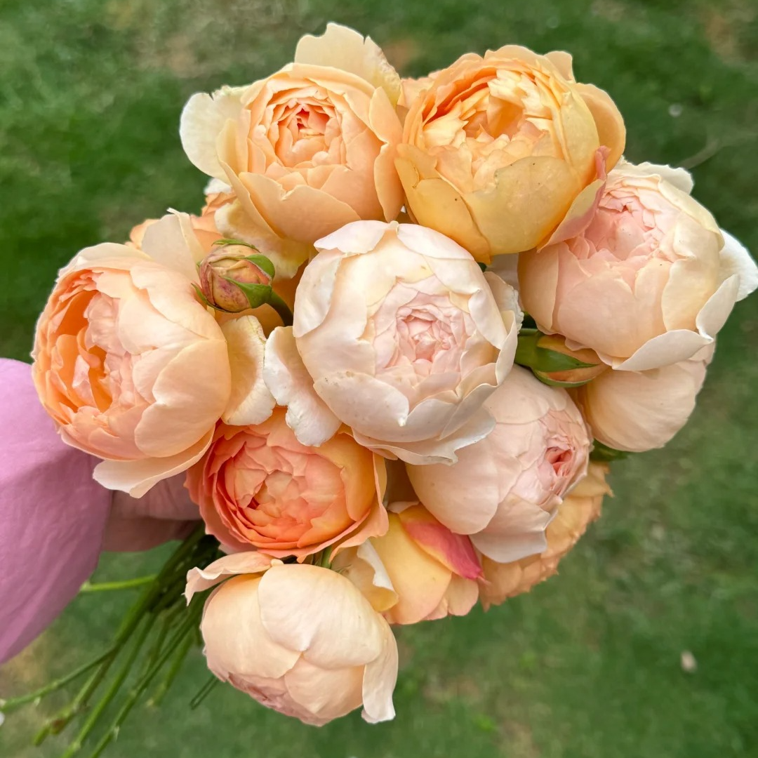 宜然园艺夏洛特夫人0.7加仑藤本花苗月季多季节重复开花抗病性强