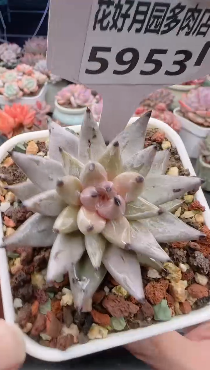 【闪购商品】5953魔爪