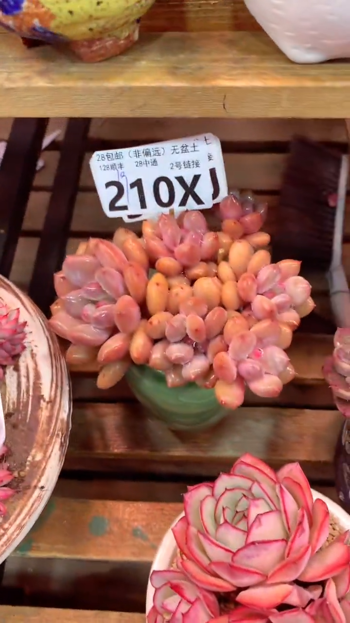 210X（一物一拍，精品多肉，w所见即所得 ）