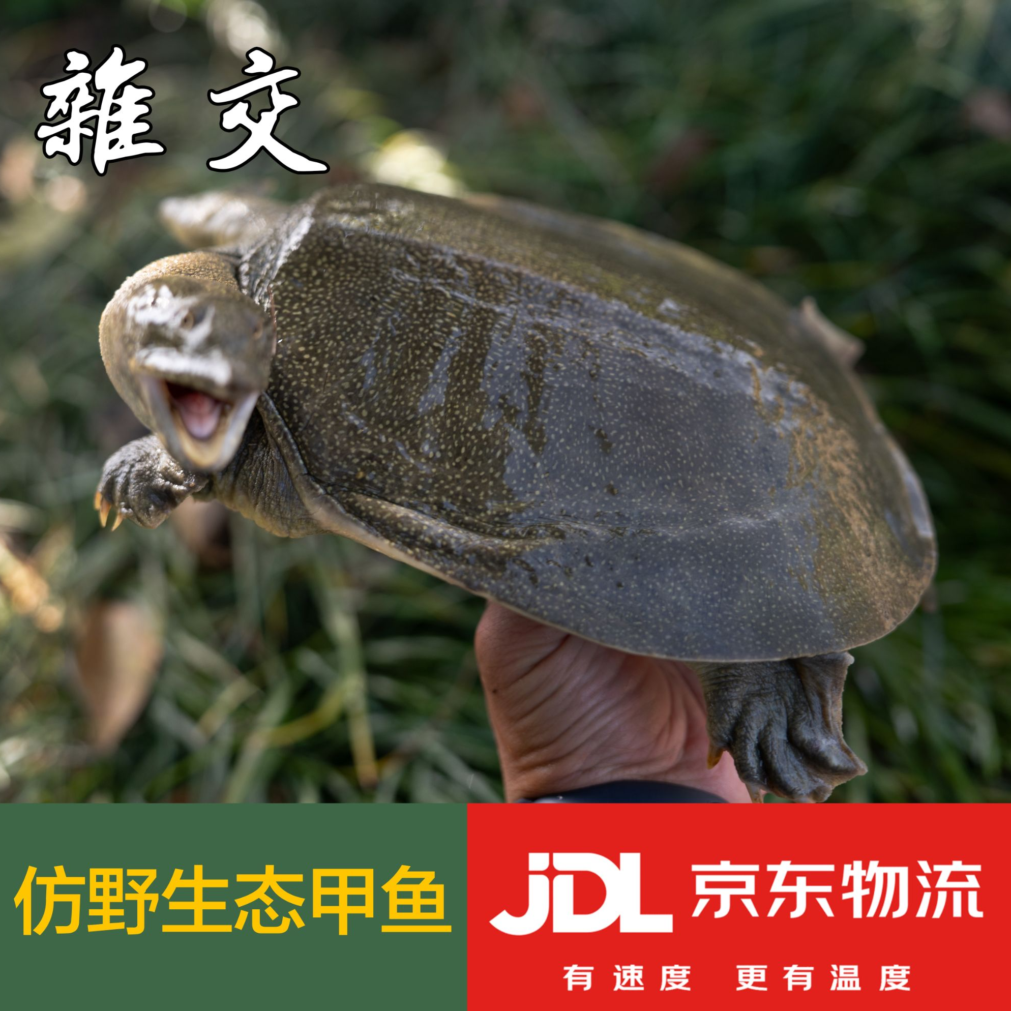 杂交荷花塘仿生态鲜活大甲鱼生态外塘散养团鱼圆鱼王八