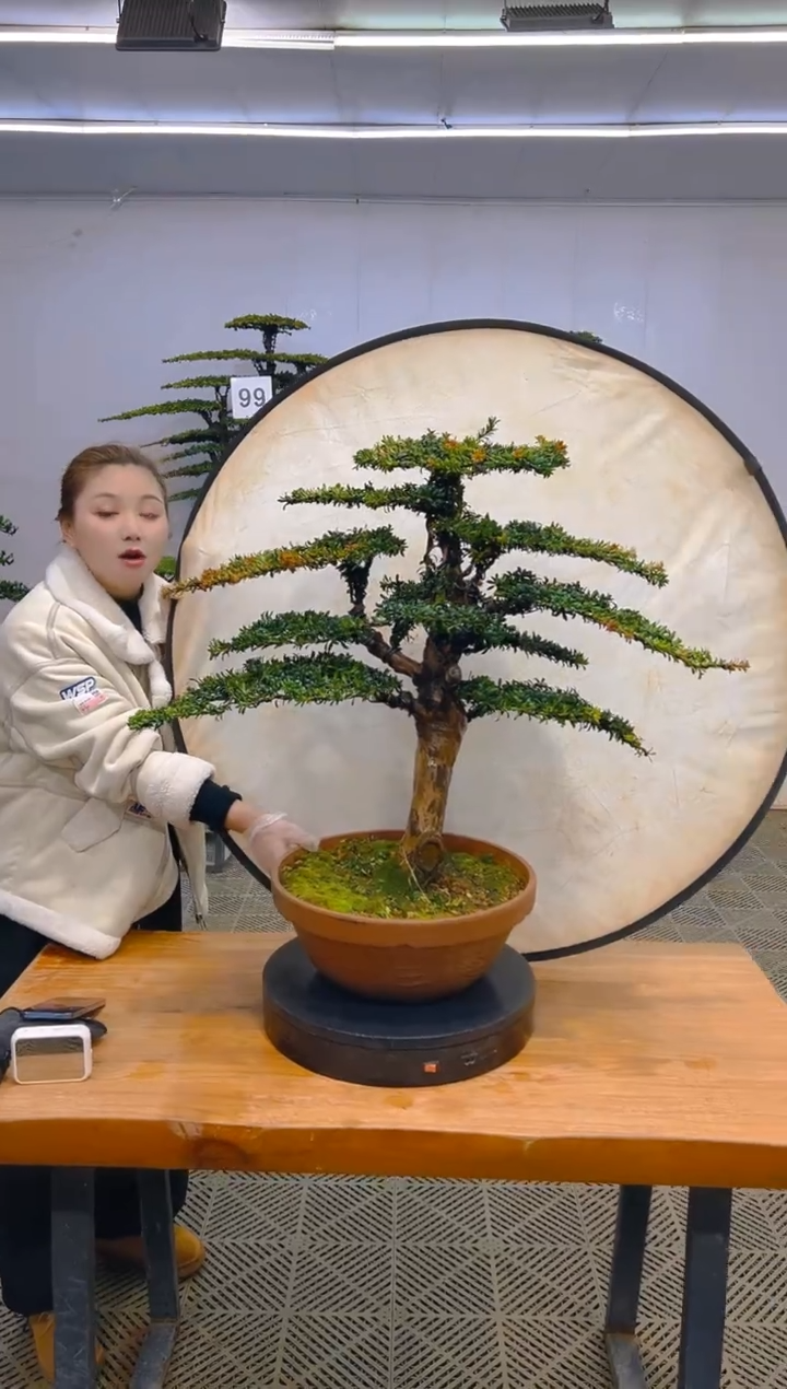 无花朵一物一拍一物一拍