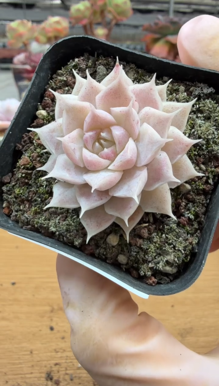 东云多肉园三店-119