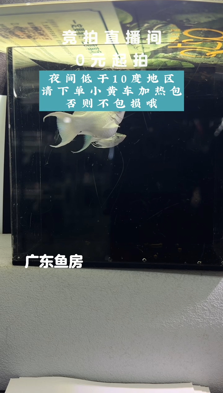 孔雀鱼瓷白玛丽一对编号88