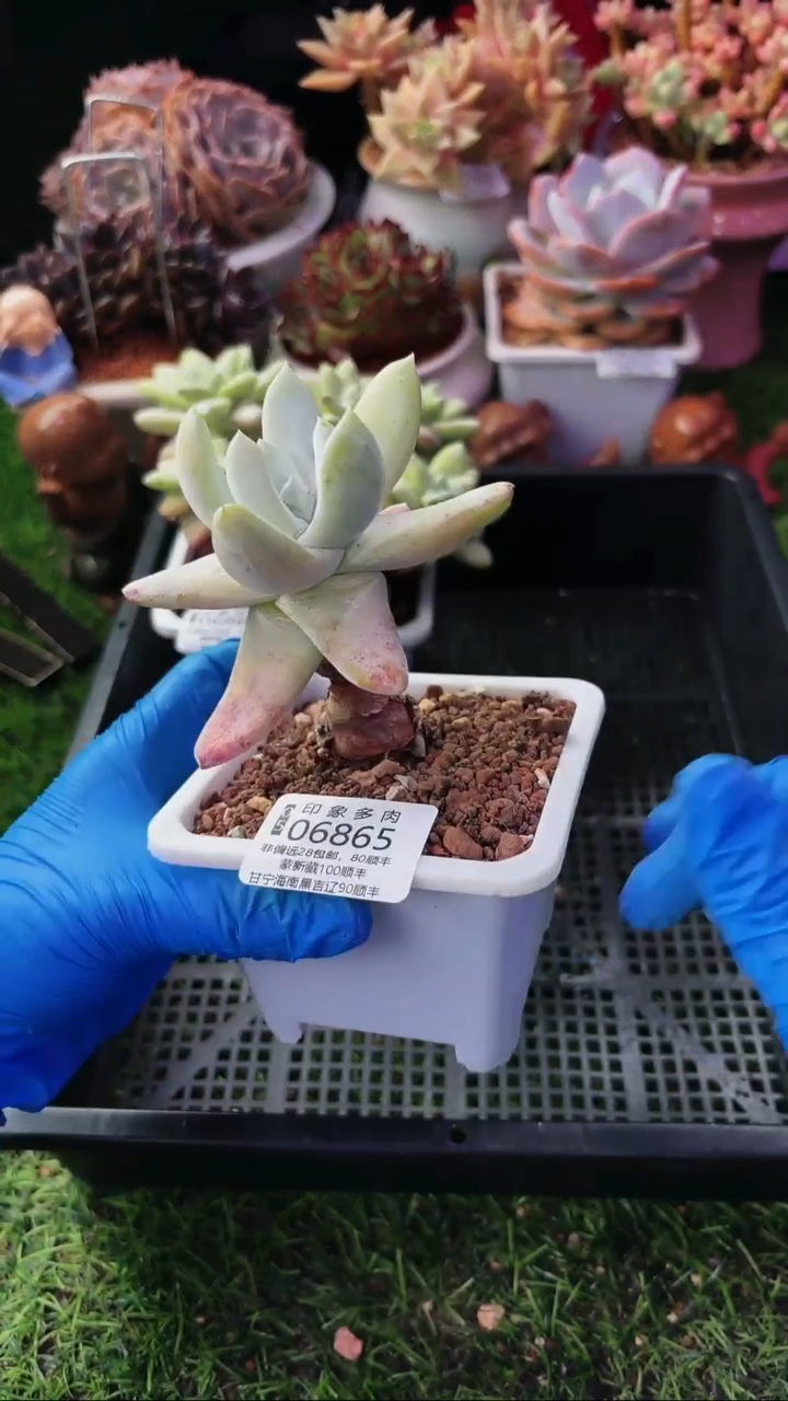 昆明印象多肉06865