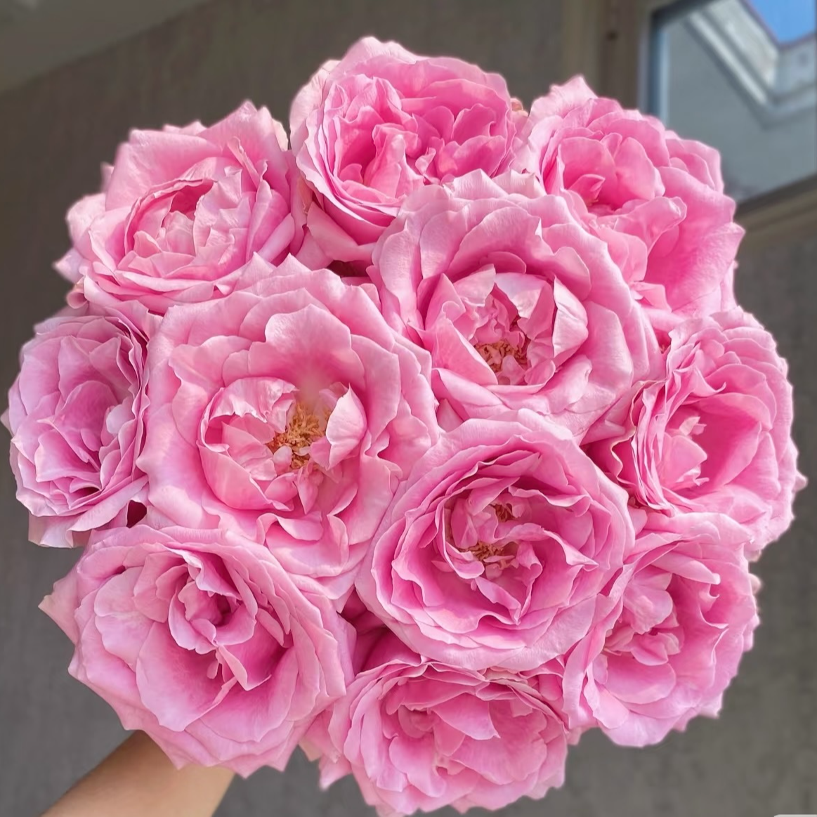 【甜蜜雪山玫瑰】任意两单及两单以上鲜花顺丰包邮发货