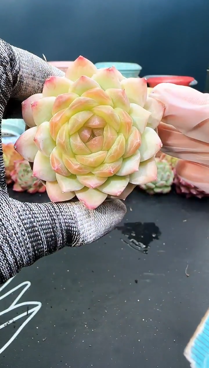 3   261梦冉   冠幅6.5cm