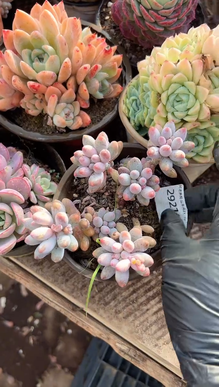 巴*多肉植物一物一拍29210