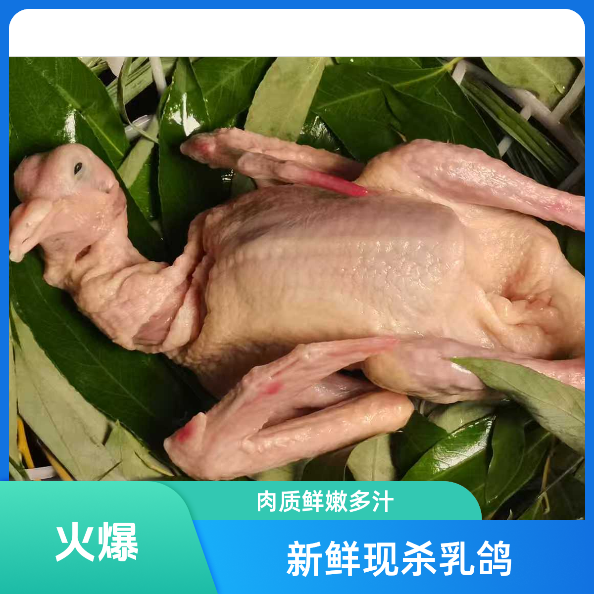 散养土鸽子乳鸽煲汤滋补新鲜真空净膛冷链发货