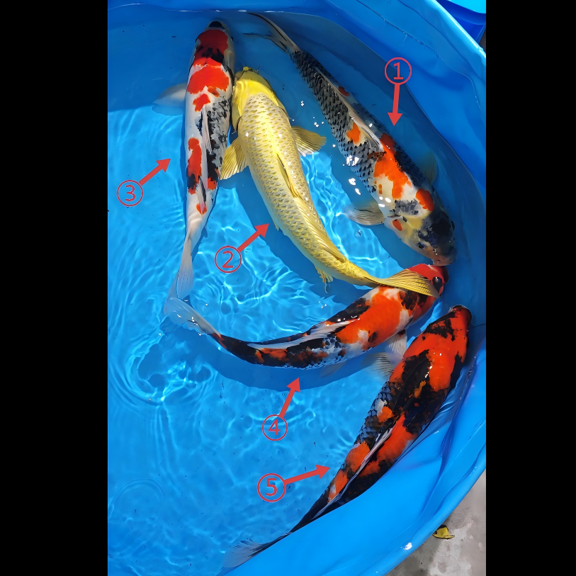 鲤物甄选  血统精品锦鲤 盆照编号自选 顺丰包邮到家 40-45CM