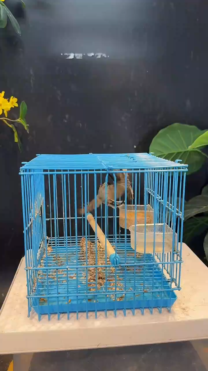 虎皮鹦鹉43号   2银喉长尾养笼0元起拍