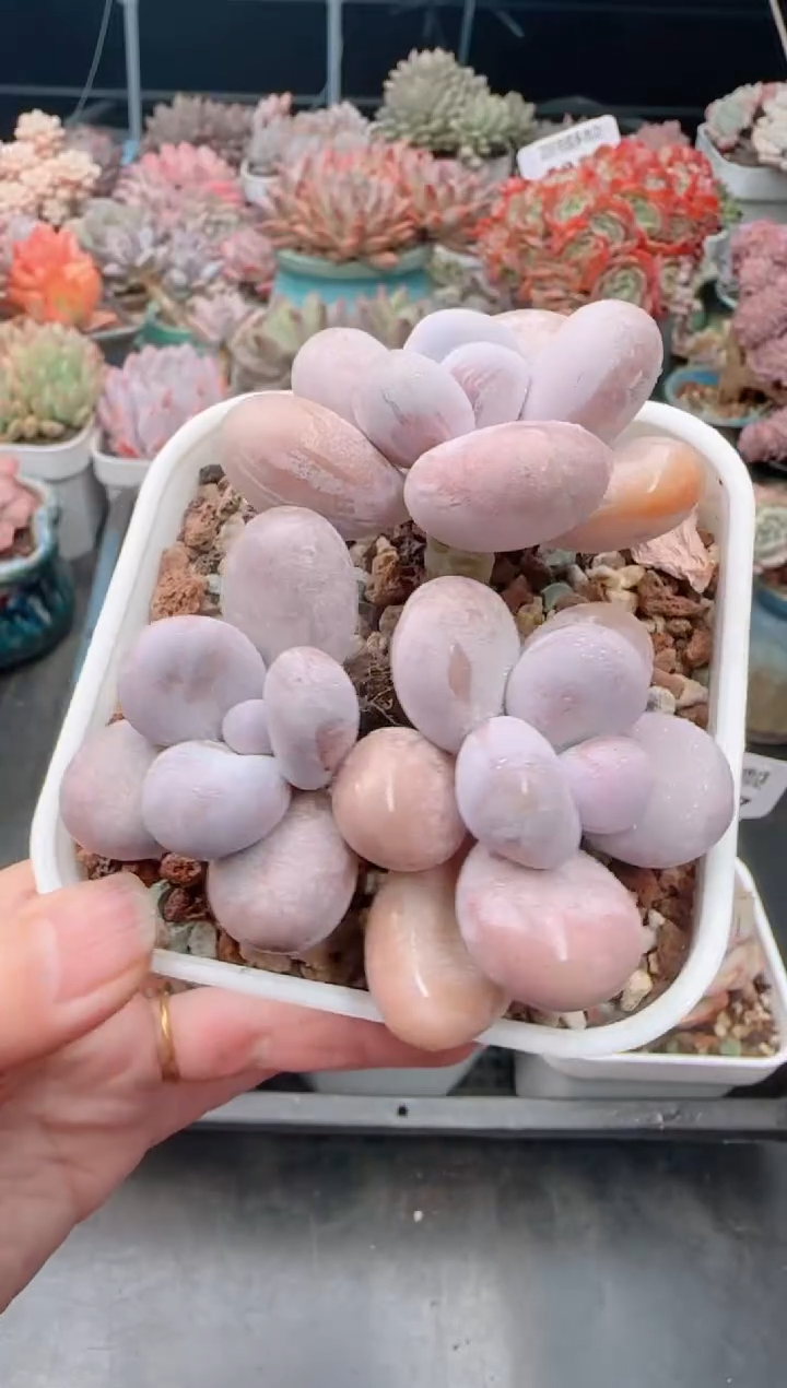 【闪购商品】5469奶酪