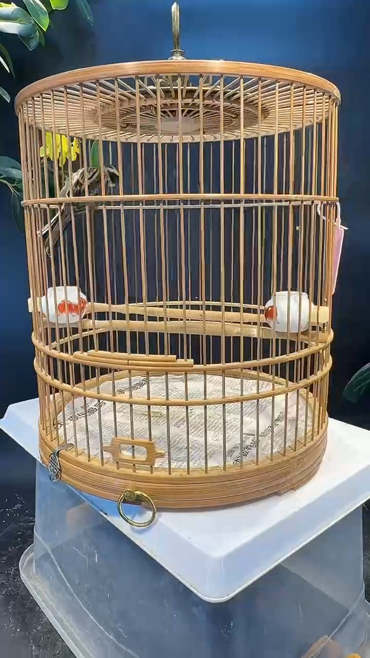 73号 虎头凤 养笼  0元起拍