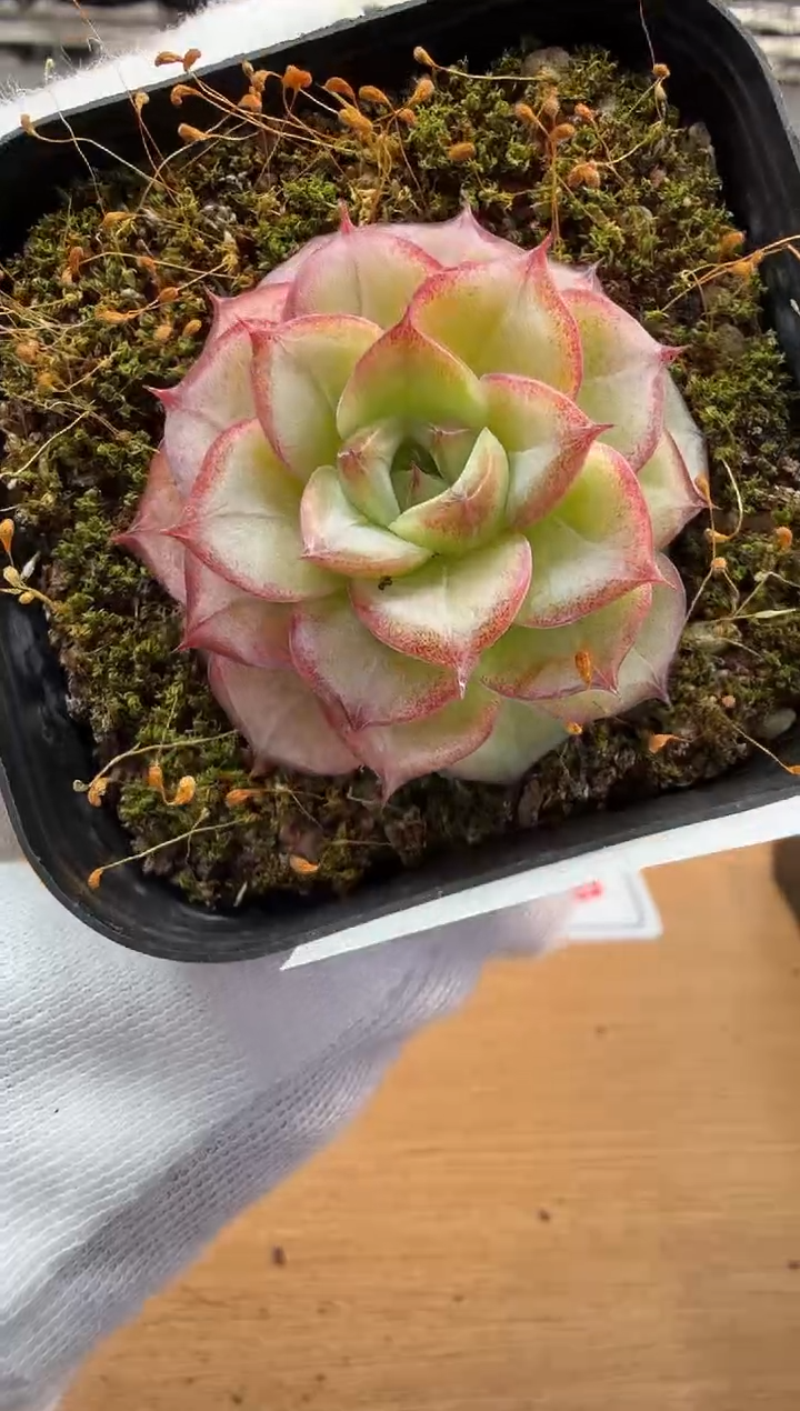 东云多肉园二店-205