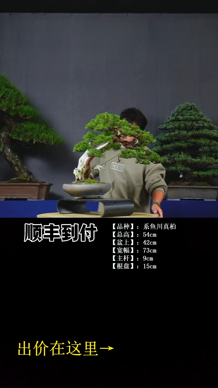 无花朵系鱼川真柏bubaoyou