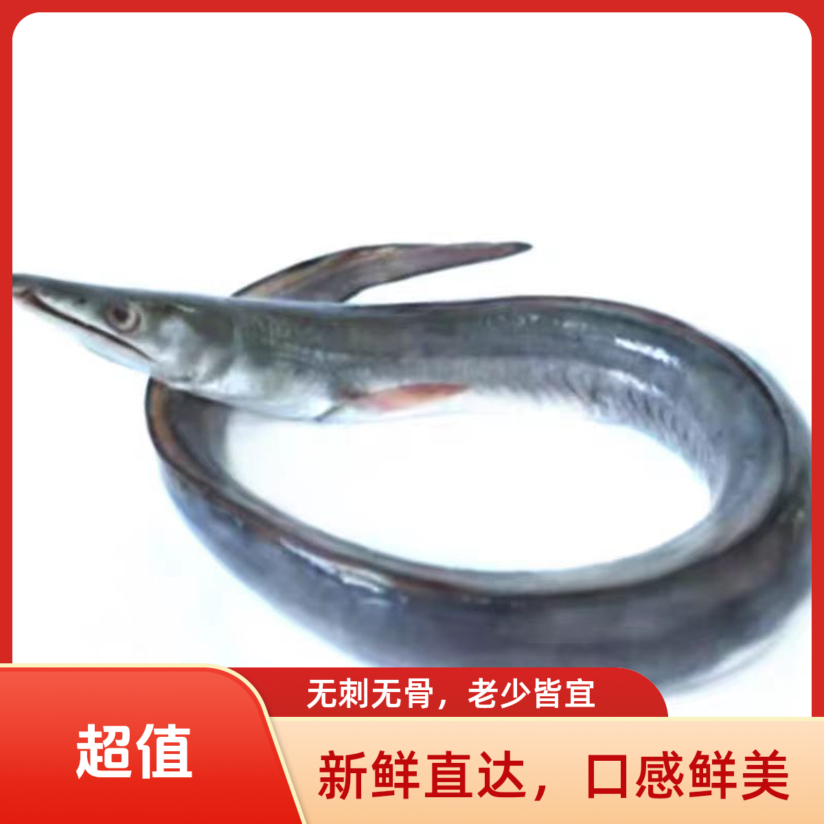 江苏赣榆东海本地新鲜海鳗鱼冷冻整条海捕鳗鱼7斤