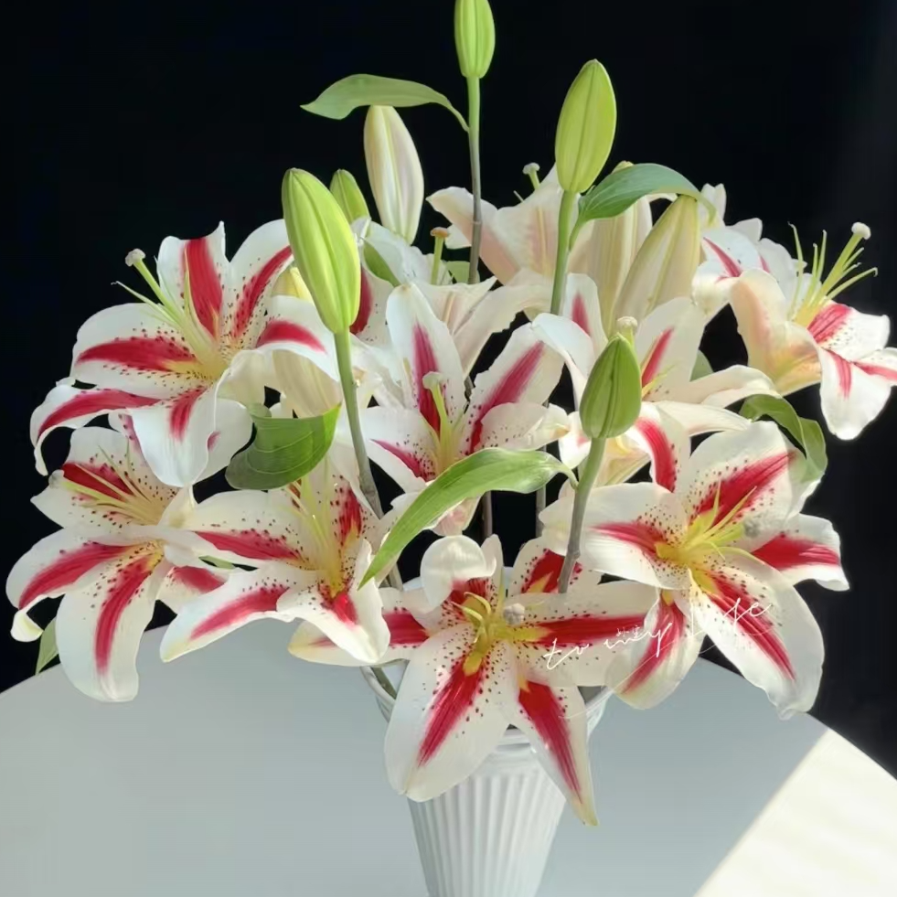 【一品花集】【笑脸】单瓣百合花 云南昆明基地发货家用鲜花