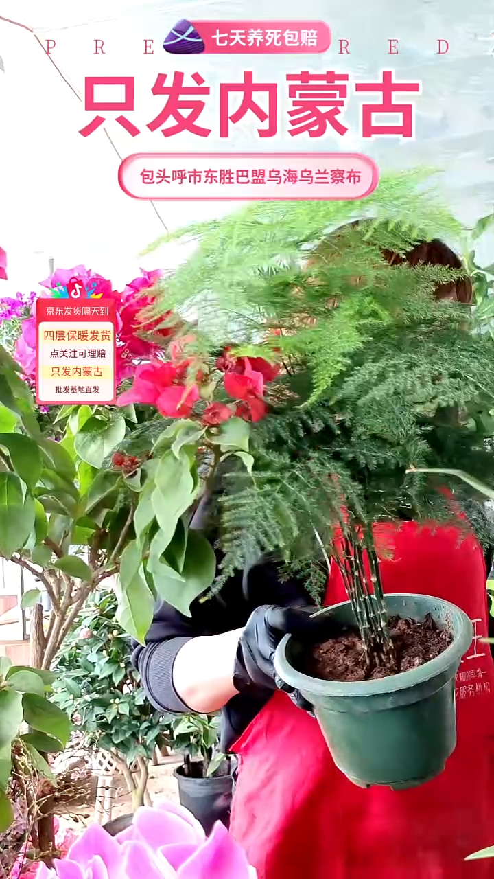 完全开放文竹大盆绿植