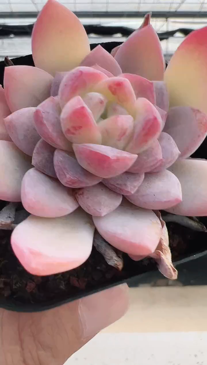 【闪购商品】新款多肉-125