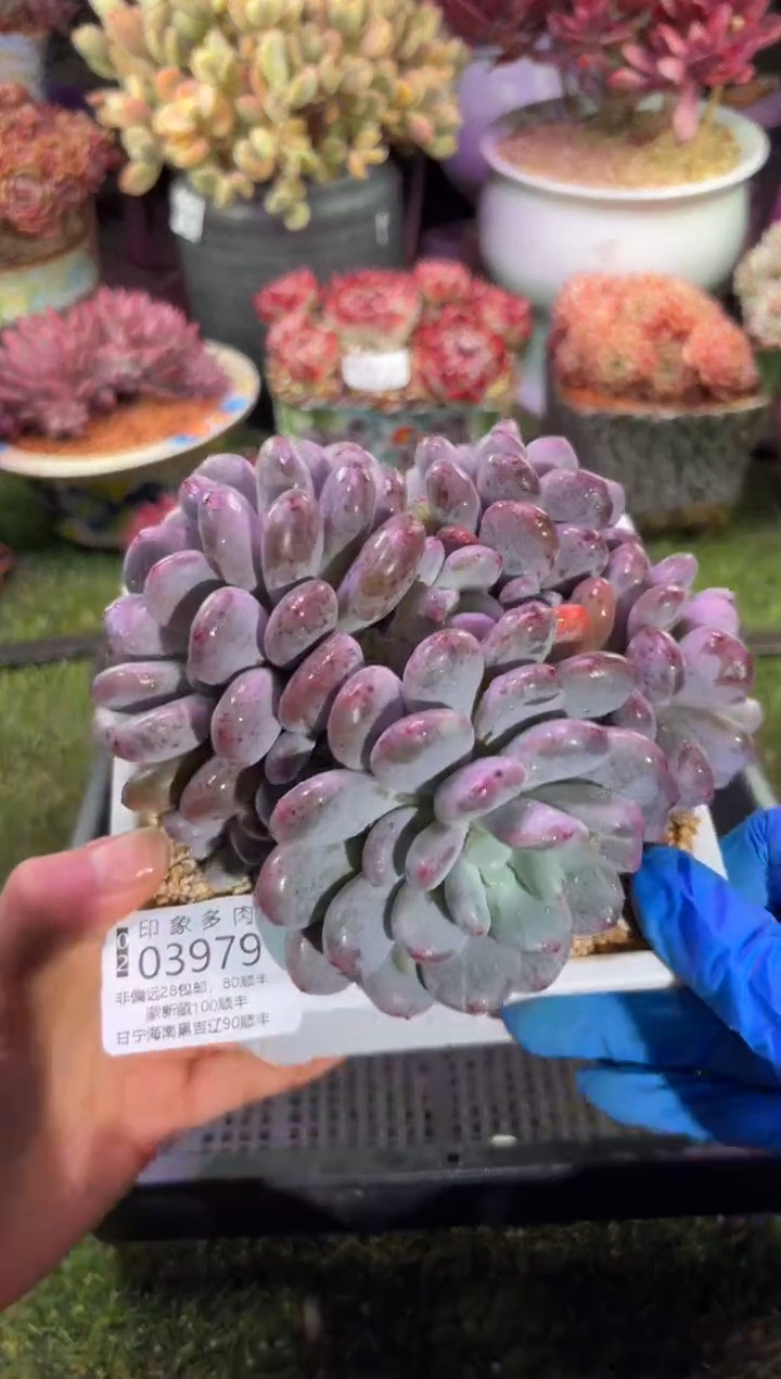 【闪购商品】03979