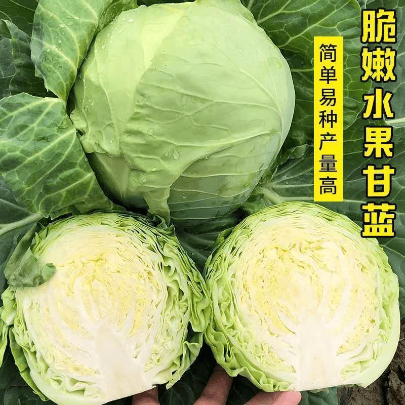 甘蓝苗包菜苗卷心菜苗水果甘蓝苗薄皮脆甜白菜大头包心菜耐寒秧苗