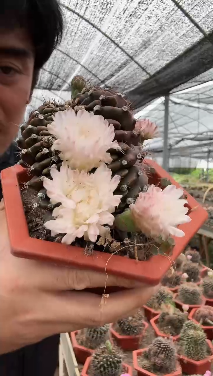 翠晃冠缀化=======