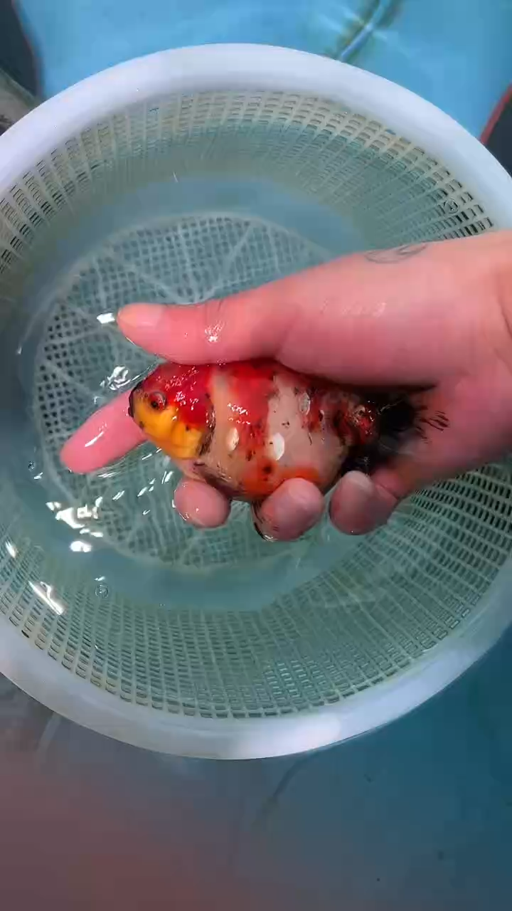 金鱼2单包邮  售后开箱视频