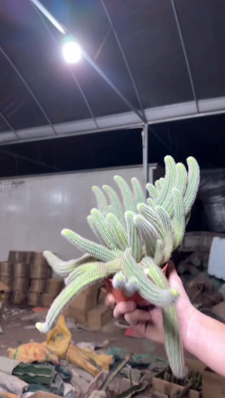 马尔文 荣耀白檀【带根】