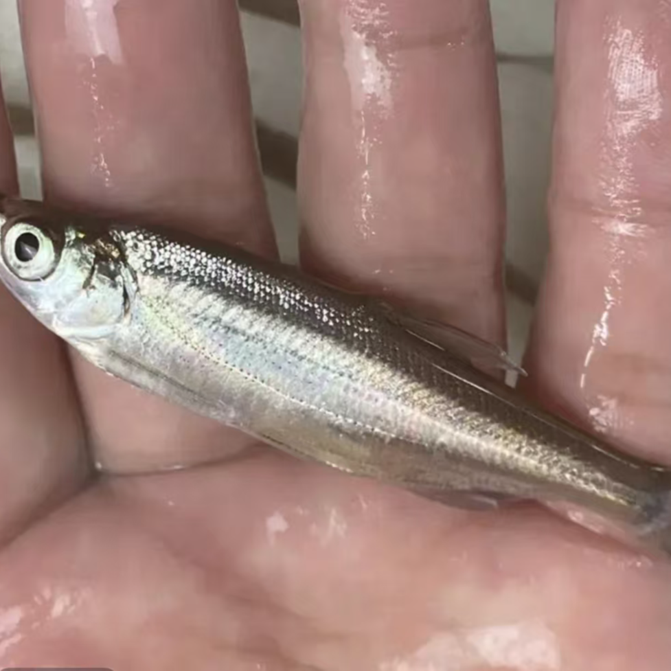 现捞现发 四川鲜活翘嘴 生态养殖 渔场直发