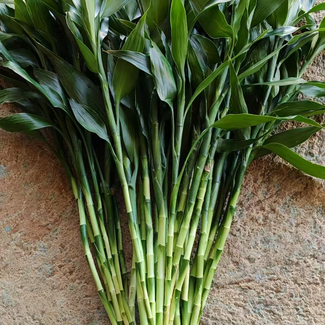 水培植物富贵竹中竹发货居家生长客厅花卉绿植花生长节节高养活