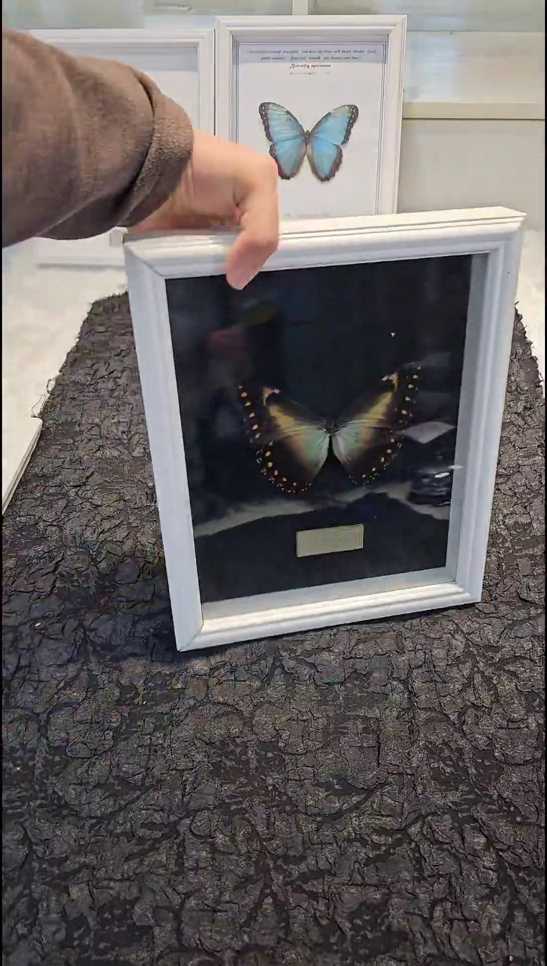 蝴蝶标本一物一拍