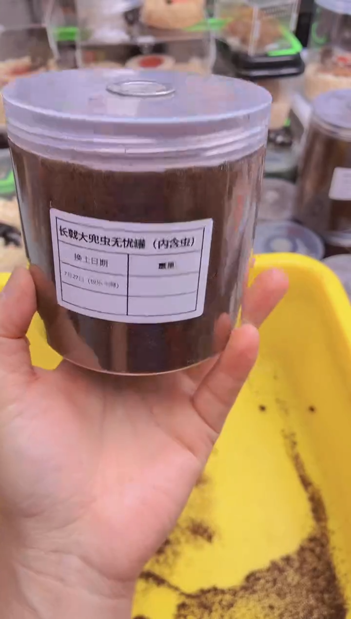 长戟大兜2龄末幼虫一只带罐