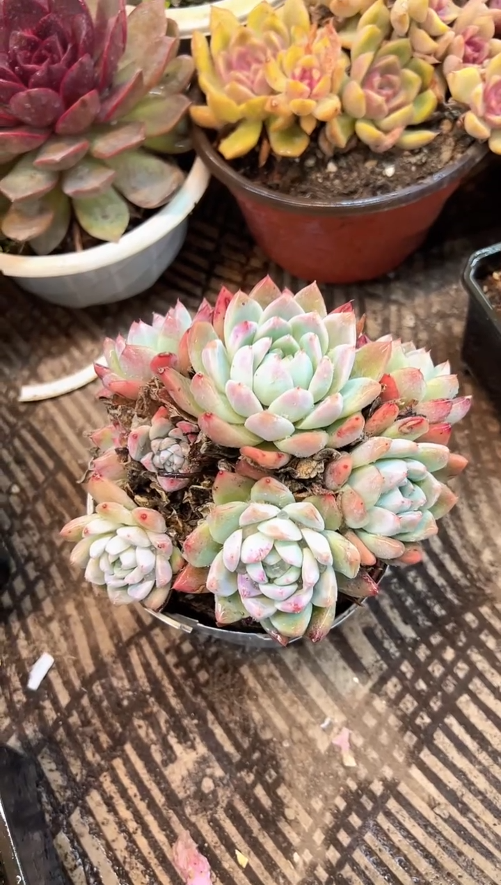 ～****️阿迷洲多肉花卉08426