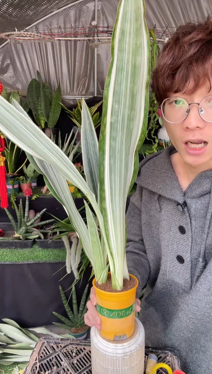 【闪购商品】雪纹蓝龙带盆土26.8