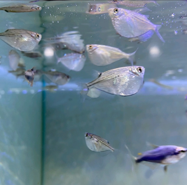 巨斧喷点燕  观赏鱼