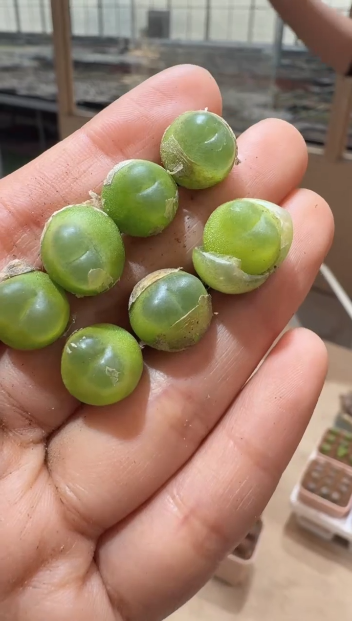 4多肉植物肉锥陶亢娘拉登一颗