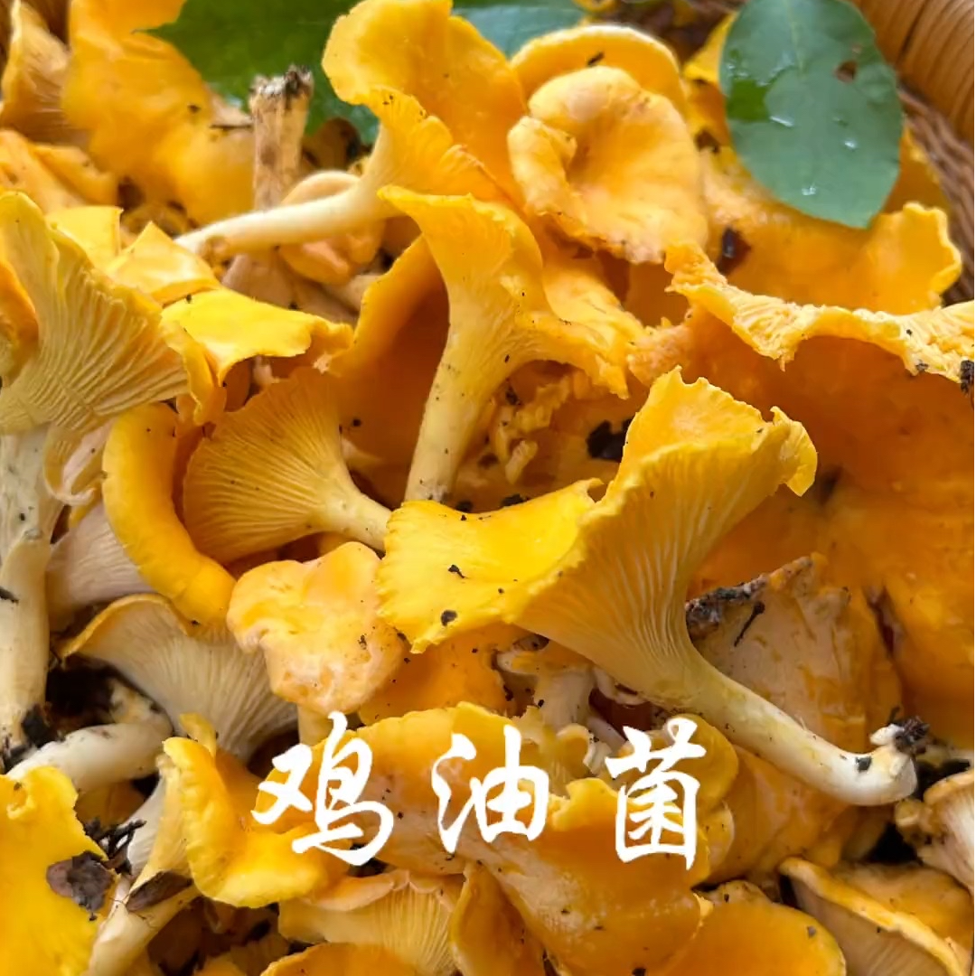 【云南荒野鸡油菌】大表锅精选，无量山干货煲汤鲜香四溢