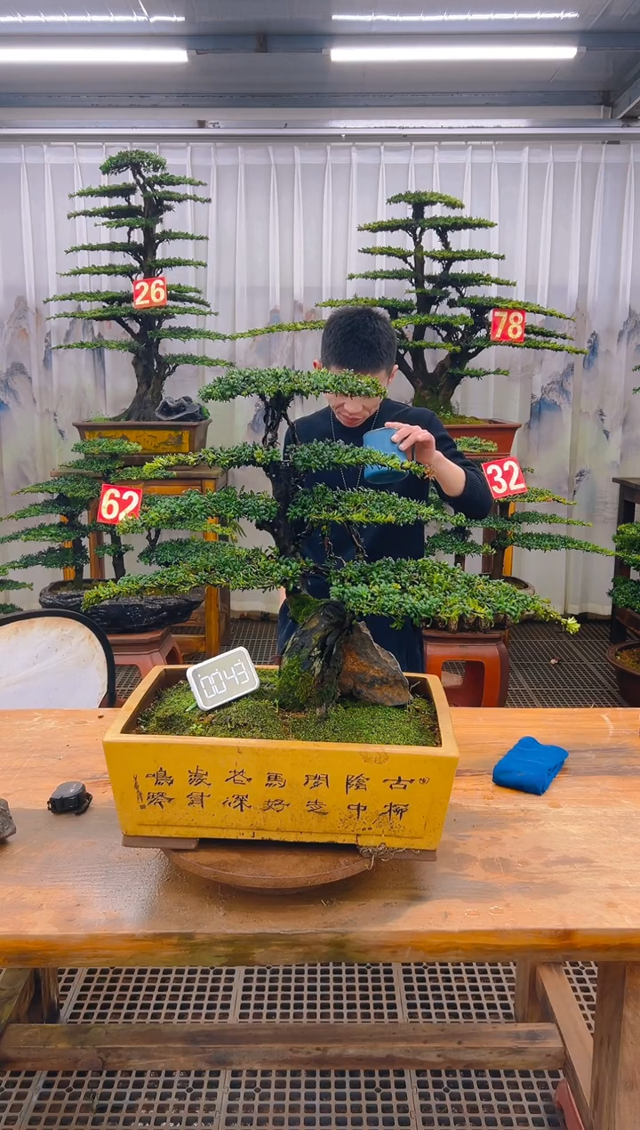 无花朵精品盆景直播间一物一拍